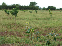 Fruit tree plantation close to Logshegu village