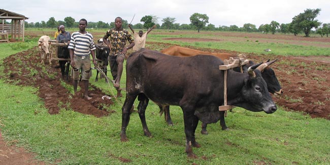 Wet season ploughing in Logshegu village, Ghana. No reliance on agro fuels yet! Plenty of compost!