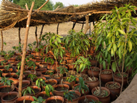 Mango tree nursery in Logshegu, Ghana